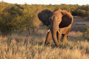 Afrikanischer Elefant / African elephant / Loxodonta africana
