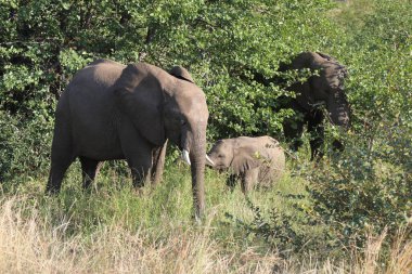 Afrikanischer Elefant / African elephant / Loxodonta africana