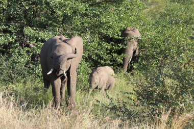 Afrikanischer Elefant / African elephant / Loxodonta africana