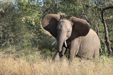 Afrikanischer Elefant / African elephant / Loxodonta africana