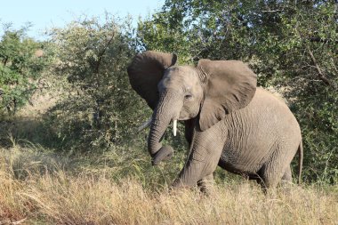 Afrikanischer Elefant / African elephant / Loxodonta africana