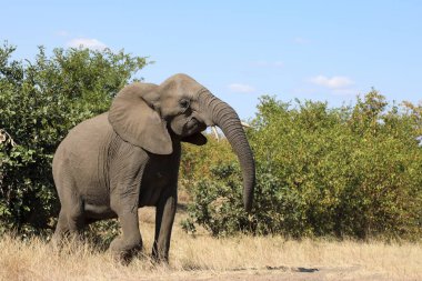 Afrikanischer Elefant / African elephant / Loxodonta africana