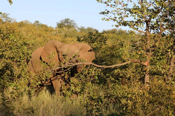 Afrikanischer Elefant African Elephant Loxodonta Africana — Stockfoto