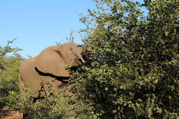 Afrikanischer Elefant African Elephant Loxodonta Africana — Fotografia de Stock