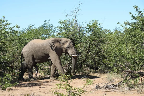 Afrikanischer Elefant African Elephant Loxodonta Africana — Stockfoto