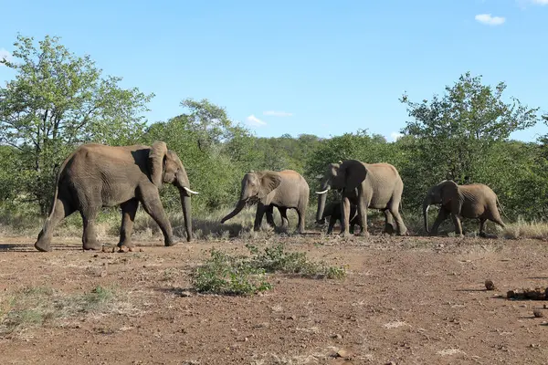 Afrikanischer Elefant African Elephant Loxodonta Africana — Fotografia de Stock