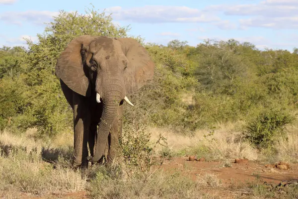 Afrikanischer Elefant Αφρικανικός Ελέφαντας Loxodonta Africana — Φωτογραφία Αρχείου