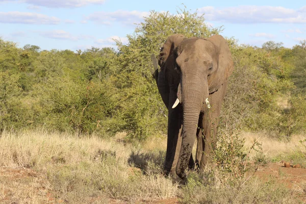 Afrikanischer Elefant Αφρικανικός Ελέφαντας Loxodonta Africana — Φωτογραφία Αρχείου