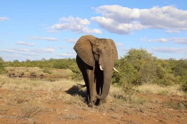 Afrikanischer Elefant Αφρικανικός Ελέφαντας Loxodonta Africana — Φωτογραφία Αρχείου