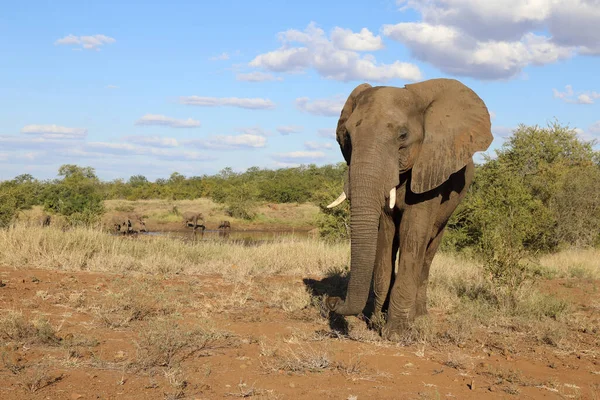 Afrikanischer Elefant Αφρικανικός Ελέφαντας Loxodonta Africana — Φωτογραφία Αρχείου