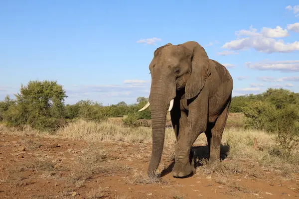 Afrikanischer Elefant African Elephant Loxodonta Africana — Foto Stock