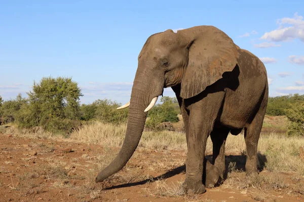 Afrikanischer Elefant Αφρικανικός Ελέφαντας Loxodonta Africana — Φωτογραφία Αρχείου