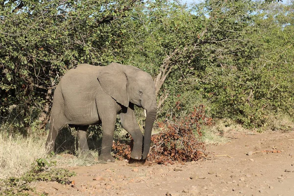 Afrikanischer Elefant African Elephant Loxodonta Africana — 图库照片