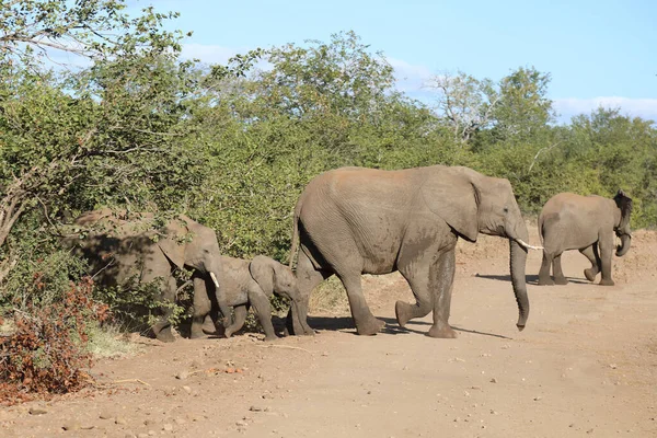 Afrikanischer Elefant Αφρικανικός Ελέφαντας Loxodonta Africana — Φωτογραφία Αρχείου