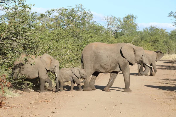 Afrikanischer Elefant Αφρικανικός Ελέφαντας Loxodonta Africana — Φωτογραφία Αρχείου