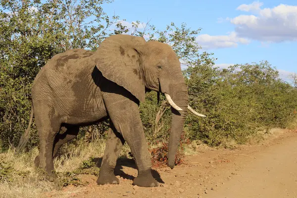 Afrikanischer Elefant African Elephant Loxodonta Africana — Zdjęcie stockowe