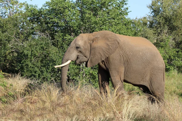 Afrikanischer Elefant Αφρικανικός Ελέφαντας Loxodonta Africana — Φωτογραφία Αρχείου