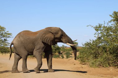 Afrikanischer Elefant / African elephant / Loxodonta africana