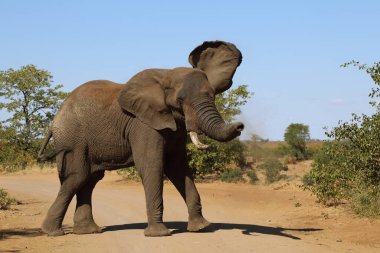 Afrikanischer Elefant / African elephant / Loxodonta africana
