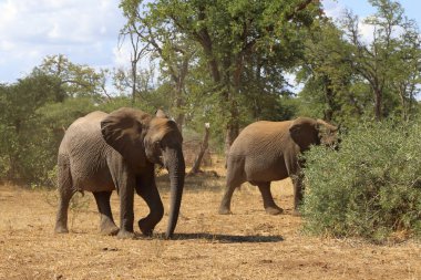 Afrikanischer Elefant / African elephant / Loxodonta africana