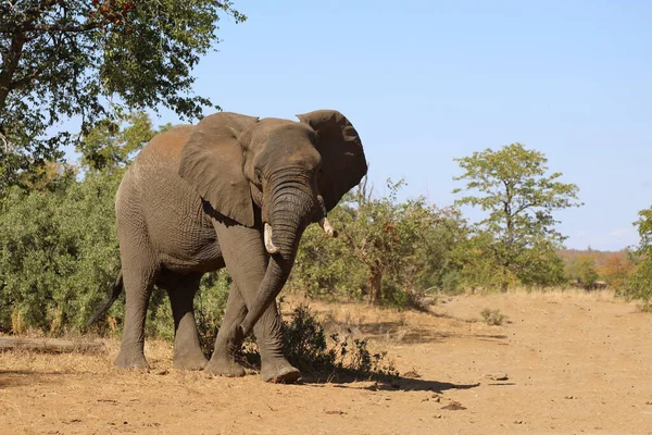 Afrikanischer Elefant African Elephant Loxodonta Africana — 스톡 사진