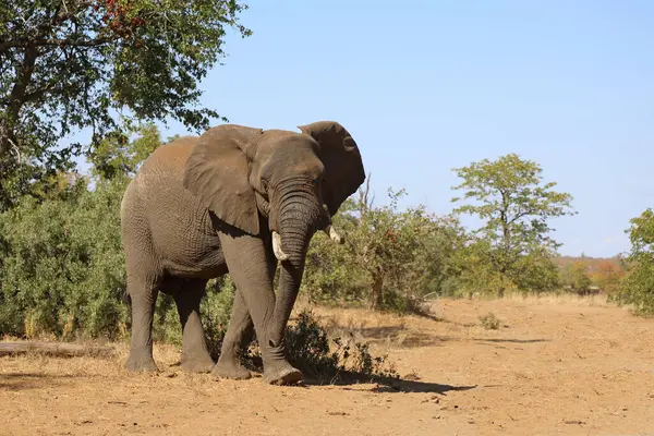 Afrikanischer Elefant African Elephant Loxodonta Africana — 스톡 사진