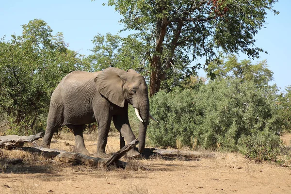 Afrikanischer Elefant African Elephant Loxodonta Africana — Fotografia de Stock