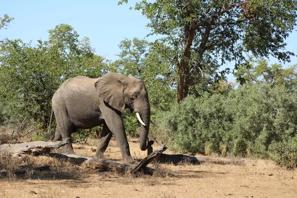 Afrikanischer Elefant African Elephant Loxodonta Africana — Stockfoto