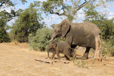 Afrikanischer Elefant / African elephant / Loxodonta africana