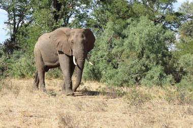 Afrikanischer Elefant / African elephant / Loxodonta africana
