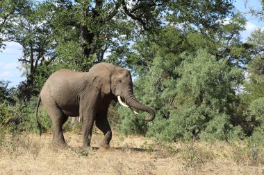 Afrikanischer Elefant / African elephant / Loxodonta africana