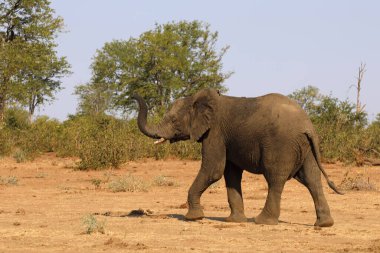 Afrikanischer Elefant / African elephant / Loxodonta africana