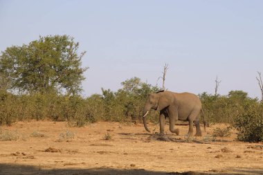 Afrikanischer Elefant / African elephant / Loxodonta africana