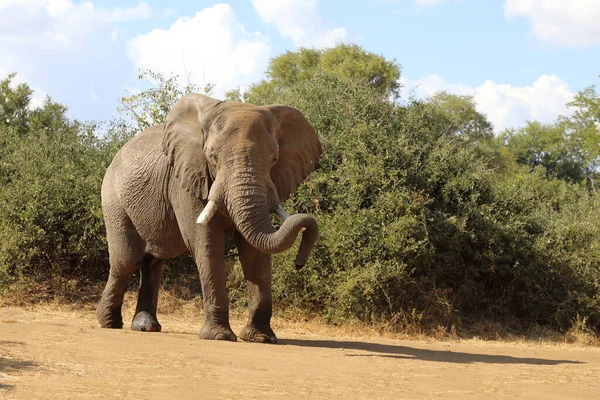 Afrikanischer Elefant African Elephant Loxodonta Africana — Fotografia de Stock