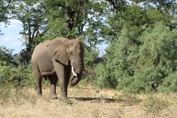 Afrikanischer Elefant Αφρικανικός Ελέφαντας Loxodonta Africana — Φωτογραφία Αρχείου