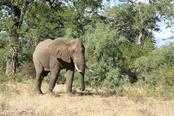 Afrikanischer Elefant Αφρικανικός Ελέφαντας Loxodonta Africana — Φωτογραφία Αρχείου