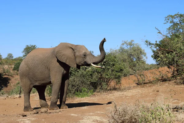 Afrikanischer Elefant African Elephant Loxodonta Africana — Foto Stock