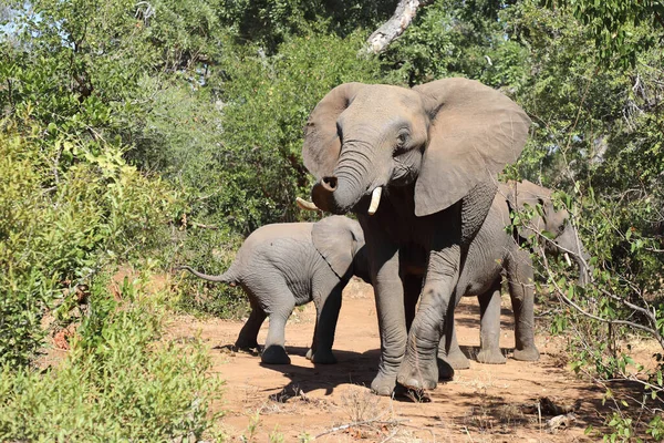 Afrikanischer Elefant African Elephant Loxodonta Africana — Stock Fotó