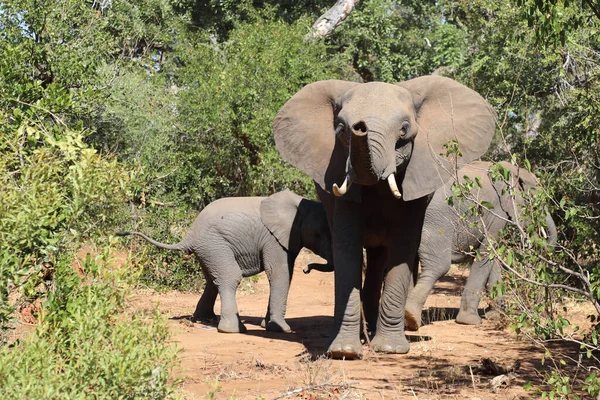 Afrikanischer Elefant African Elephant Loxodonta Africana — 图库照片