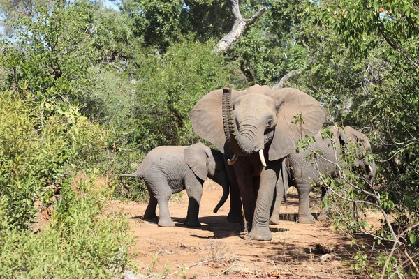 Afrikanischer Elefant African Elephant Loxodonta Africana — Stock Fotó