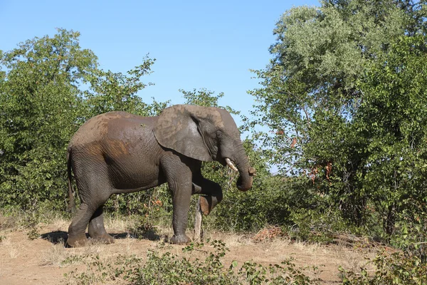 Afrikanischer Elefant African Elephant Loxodonta Africana — Stockfoto