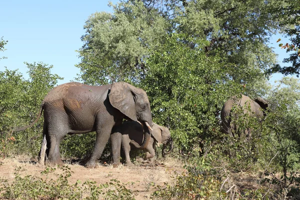 Afrikanischer Elefant African Elephant Loxodonta Africana — Stockfoto