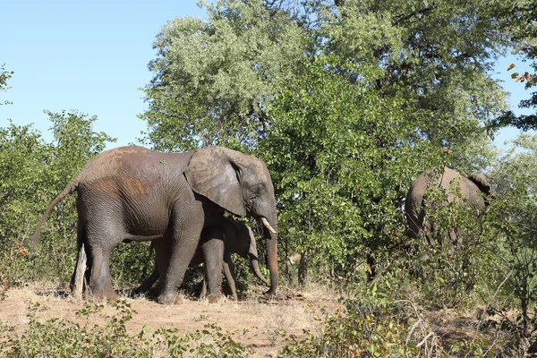 Afrikanischer Elefant African Elephant Loxodonta Africana — Stockfoto