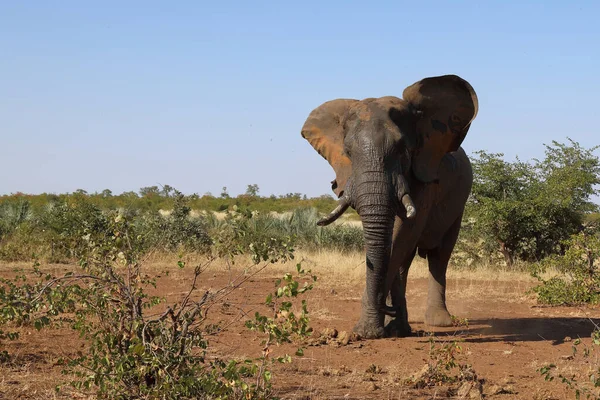 Afrikanischer Elefant African Elephant Loxodonta Africana — 스톡 사진