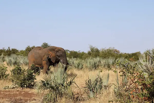 Afrikanischer Elefant African Elephant Loxodonta Africana — Fotografia de Stock