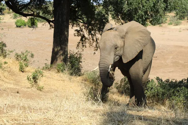 Afrikanischer Elefant Αφρικανικός Ελέφαντας Loxodonta Africana — Φωτογραφία Αρχείου