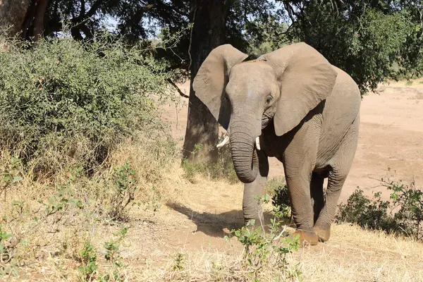 Afrikanischer Elefant Αφρικανικός Ελέφαντας Loxodonta Africana — Φωτογραφία Αρχείου