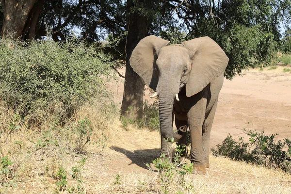 Afrikanischer Elefant Αφρικανικός Ελέφαντας Loxodonta Africana — Φωτογραφία Αρχείου