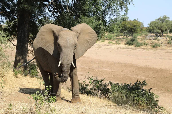 Afrikanischer Elefant Αφρικανικός Ελέφαντας Loxodonta Africana — Φωτογραφία Αρχείου