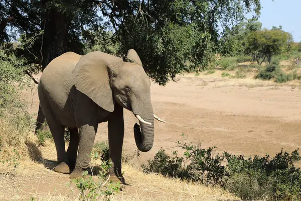 Afrikanischer Elefant African Elephant Loxodonta Africana —  Fotos de Stock